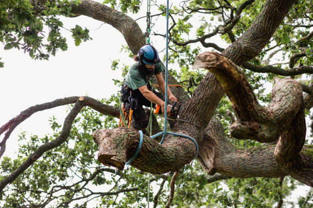 Professional Tree Services in Downs, IL