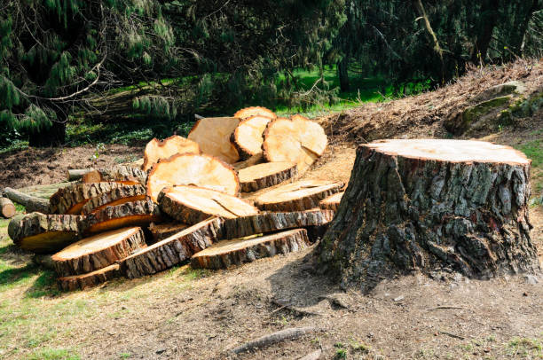 How Our Tree Care Process Works  in  Downs, IL